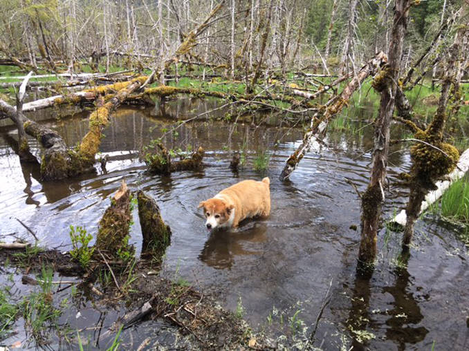 Soggy doggie. (Photo by John d&rsquo;Armand)
