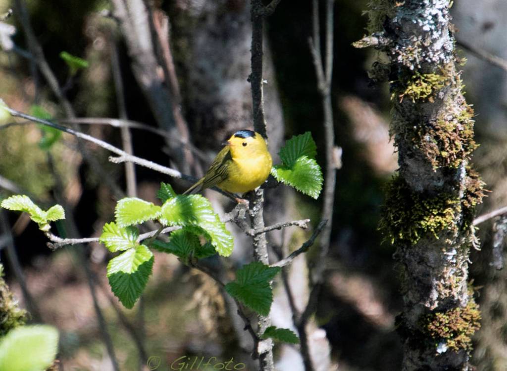 A Wilson&rsquo;s Warbler is seen at the Mendenhall Wetlands State Refuge on May 16. (Photo by Gillfoto)