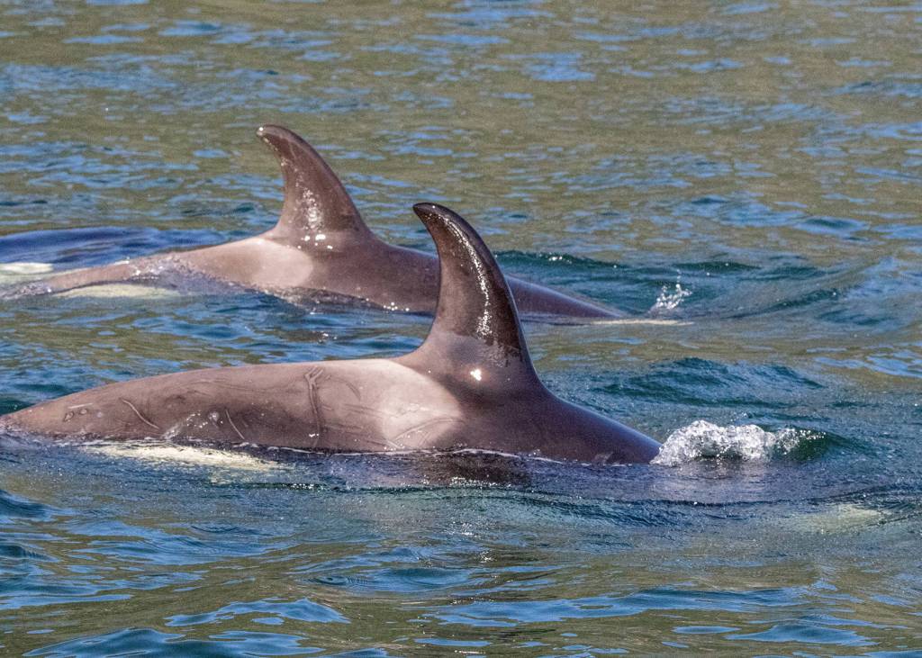Two orcas swim by in synchronized fashion on May 15. (Photo by Kerry Howard)