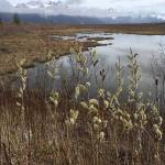Copper River Delta, Cordova. (Photo by Deborah Rudis)