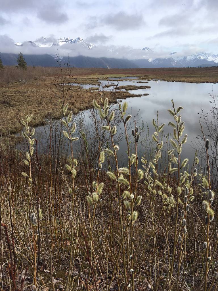 Copper River Delta, Cordova. (Photo by Deborah Rudis)