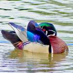 A drake wood duck is seen in Rotary Park on May 23. (Photo by Barbara Shepherd)