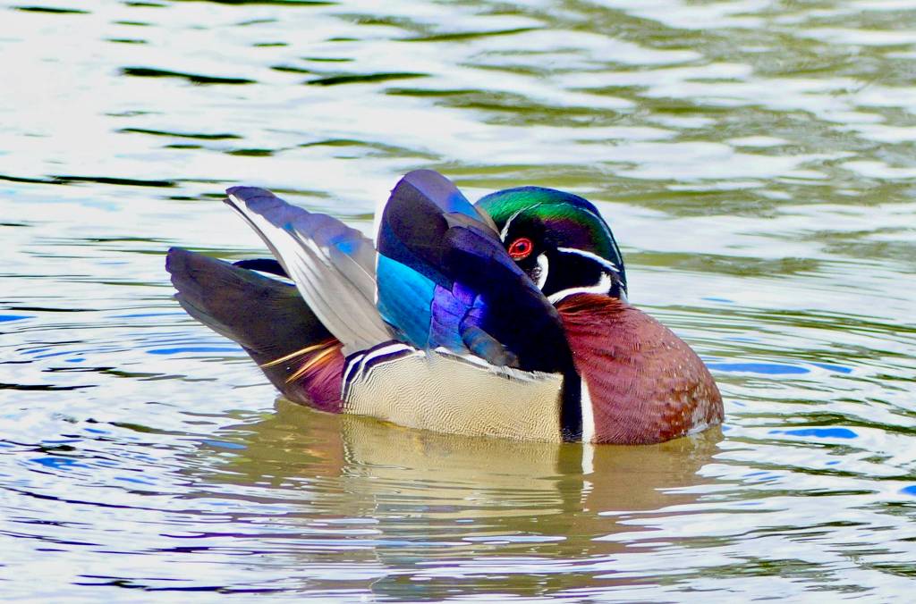 A drake wood duck is seen in Rotary Park on May 23. (Photo by Barbara Shepherd)