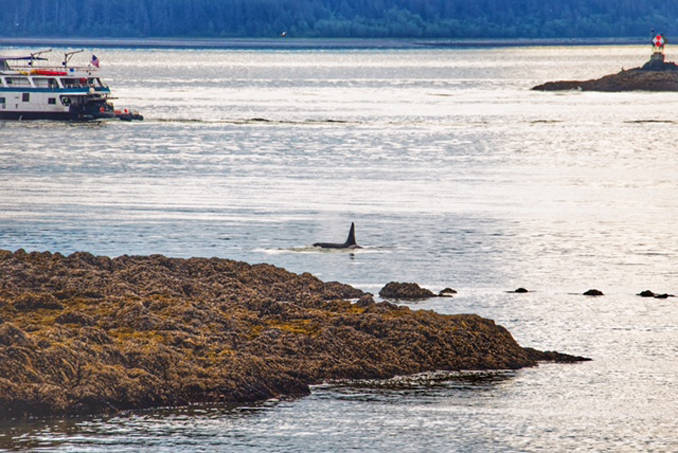 A pod of orcas were working Fritz Cove Monday afternoon. ( Photo by Scott Spickler)