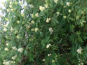 Elderflowers. (Corinne Conlon | Capital City Weekly)