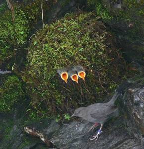 Three eager chicks of the American dipper, in their covered nest, let their parent know that they are very hungry. (Courtesy Photo | Mary Willson)