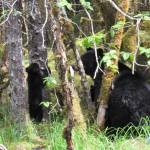 Mama bear and cubs at Dredge Lakes on May 27. (Photo by Cynthia Donaldson)