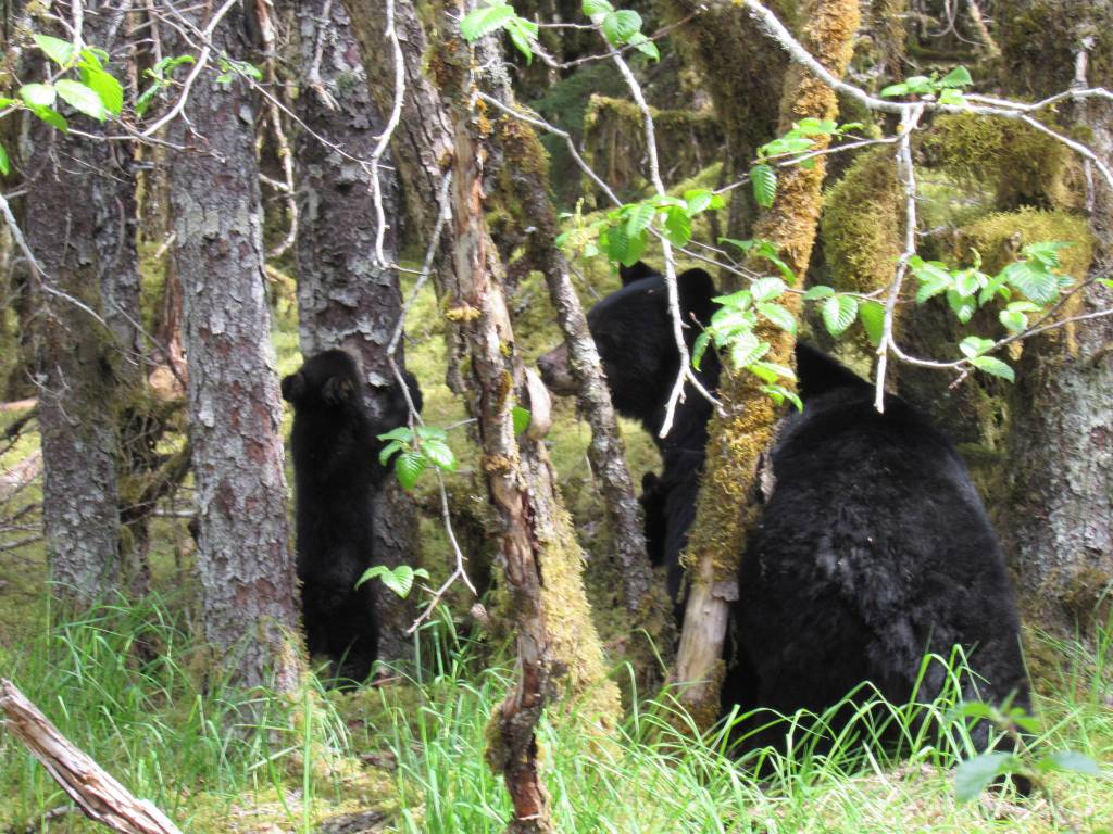 Mama bear and cubs at Dredge Lakes on May 27. (Photo by Cynthia Donaldson)