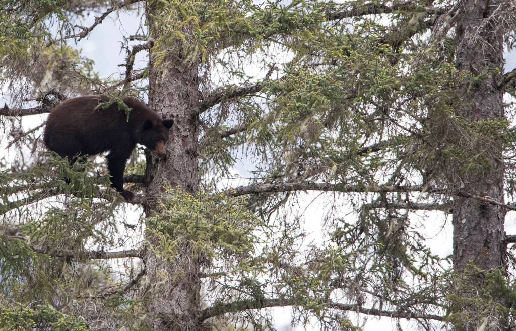 Bear chases bear up tree Point Bridget State Park. (Photo by Gillfoto)