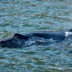 A baby Humpback whale is seen on May 26, (Photo by Janice Gorle)