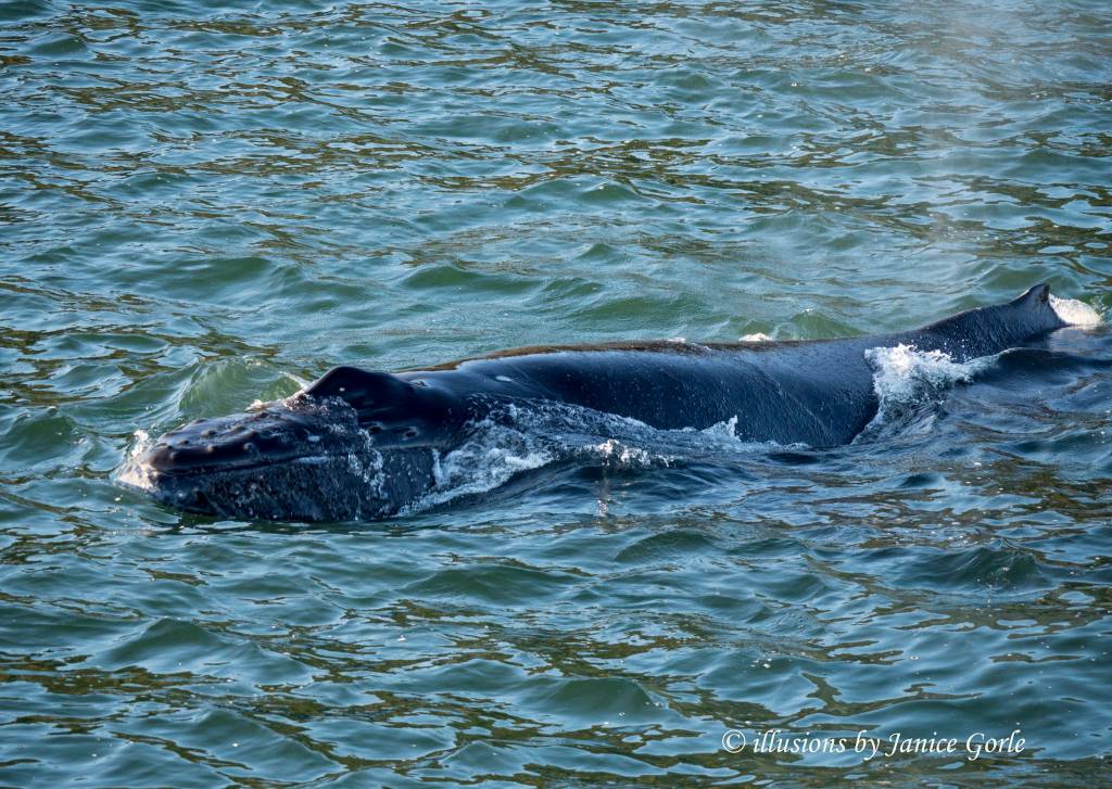 A baby Humpback whale is seen on May 26, (Photo by Janice Gorle)
