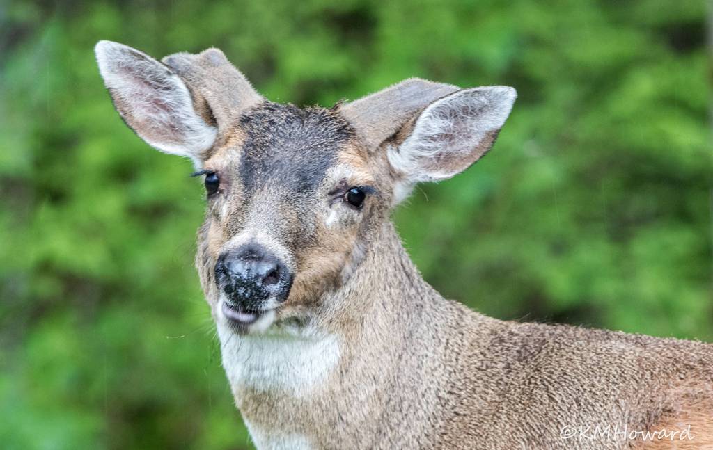 A young male buck looking confident, out the road on May 19. (Photo by Kerry Howard)