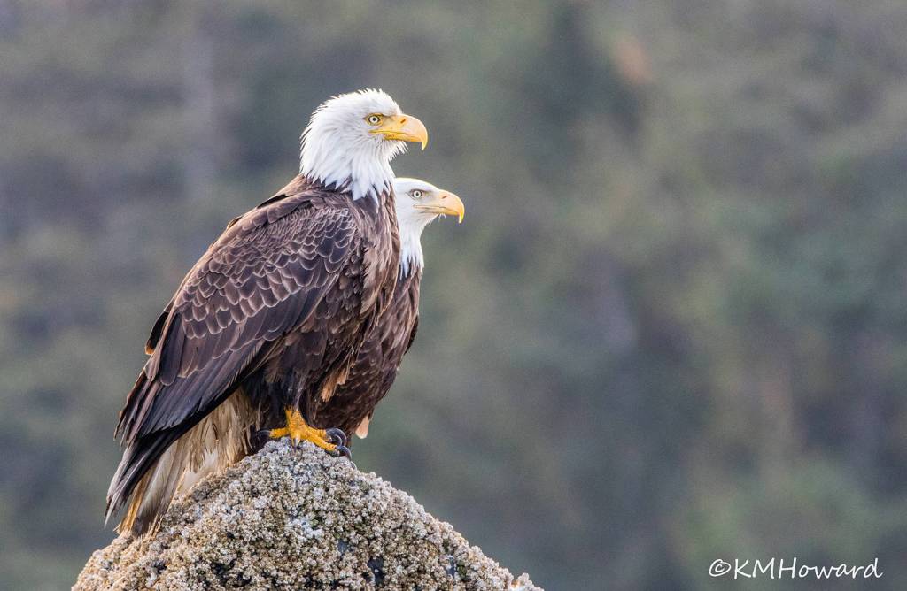A Bald Eagle pair surveys the terrain at low tide on May 26. (Photo by Kerry Howard)
