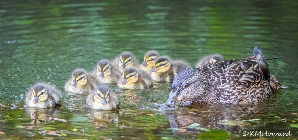 Mom has her hands full with nine Mallard ducklings. (Photo by Kerry Howard)