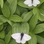 Margined whites along the Sheep Creek trail. (Photo by Deborah Rudis)
