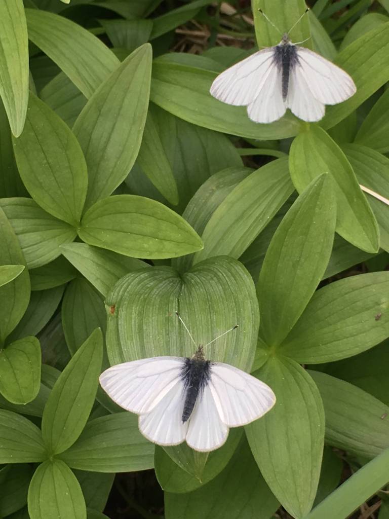 Margined whites along the Sheep Creek trail. (Photo by Deborah Rudis)