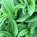False hellebore. (Photo by Deborah Rudis)