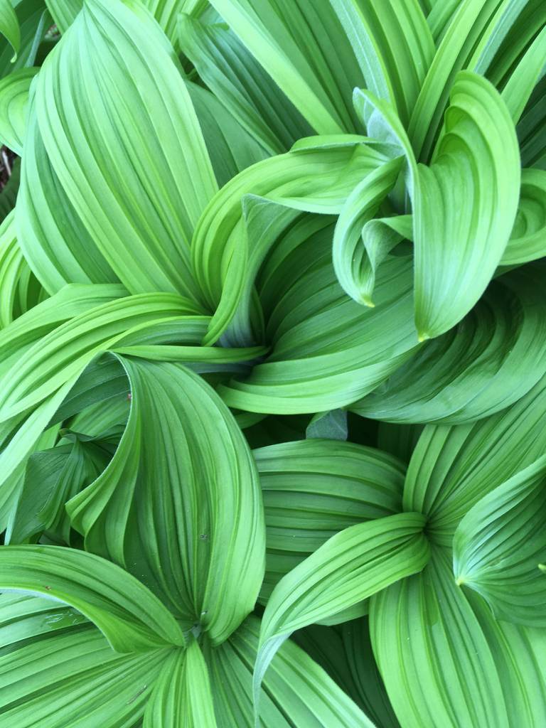 False hellebore. (Photo by Deborah Rudis)