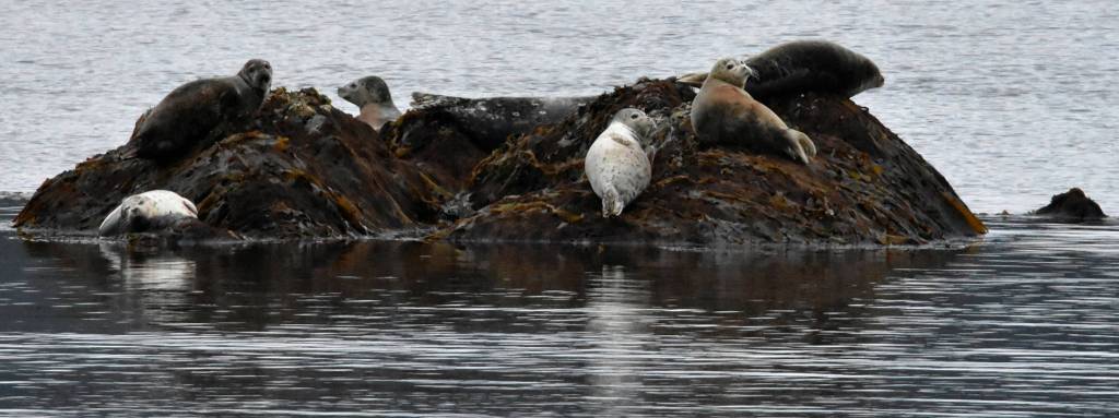 Harbor Seals in Lynn Canal, mid-May. (Photo by Linda Shaw)