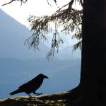 Raven stepping out near Skater&rsquo;s Cabin in early May. (Photo by Linda Shaw)