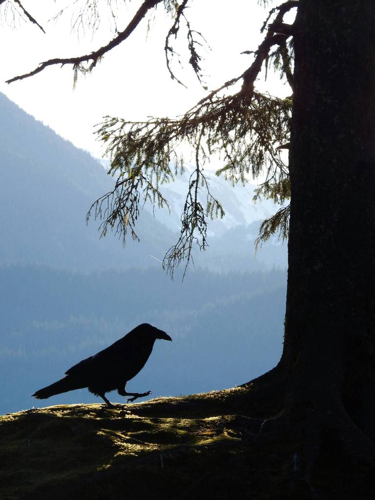 Raven stepping out near Skater&rsquo;s Cabin in early May. (Photo by Linda Shaw)
