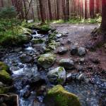 Dawn on the West Glacier Trail, May 28.(Photo by Linda Shaw)