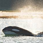 One of a pod of orcas hunting porpoise near Bear Creek. (Photo by Scott Spickler)