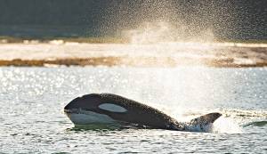 One of a pod of orcas hunting porpoise near Bear Creek. (Photo by Scott Spickler)