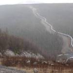 Cora the dog descends into Haggard Creek on the path of the Trans-Alaska Pipeline.(Ned Rozell | For the Juneau Empire)