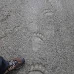 A grizzly bear track on the path of the Trans-Alaska Pipeline. (Ned Rozell | for the Juneau Empire)