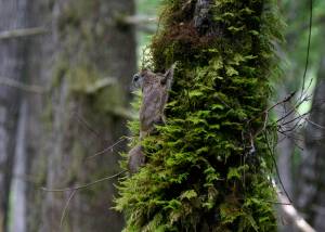 Humboldt&rsquo;s flying squirrel, pictured, was previously considered a northern flying squirrel, but research by a Juneau scientist published in a May 30 paper has helped establish it as a separate species. This photo provided by paper co-author Nick Kerhoulas was taken in Mendocino County, California. Kerhoulas is a Ph.D. candidate at the University of Alaska Fairbanks. (Courtesy Photo | Nick Kerhoulas)