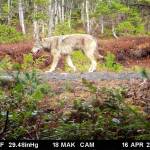 Remote trail cameras help researchers identify wolves while also documenting wolf behavior in the forests of Prince of Wales Island. (Michael Kampnich | TNC)