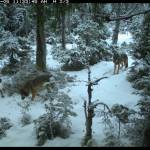 Remote trail cameras help researchers identify wolves while also documenting wolf behavior in the forests of Prince of Wales Island. Credit: Michael Kampnich/TNC