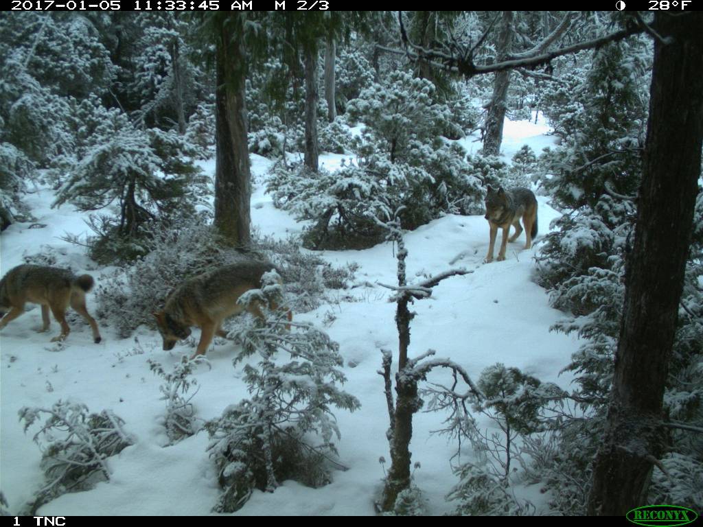 Remote trail cameras help researchers identify wolves while also documenting wolf behavior in the forests of Prince of Wales Island. Credit: Michael Kampnich/TNC