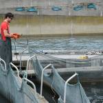 Elliot Nankervis prepares to release fish from a &ldquo;net pen&rdquo; at DIPAC hatchery on Wednesday. (Kevin Gullufsen | Juneau Empire)