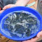 Chum smolt, of &ldquo;fed fry,&rdquo; waiting to be weighed at DIPAC hatchery on Wednesday. (Kevin Gullufsen | Juneau Empire)