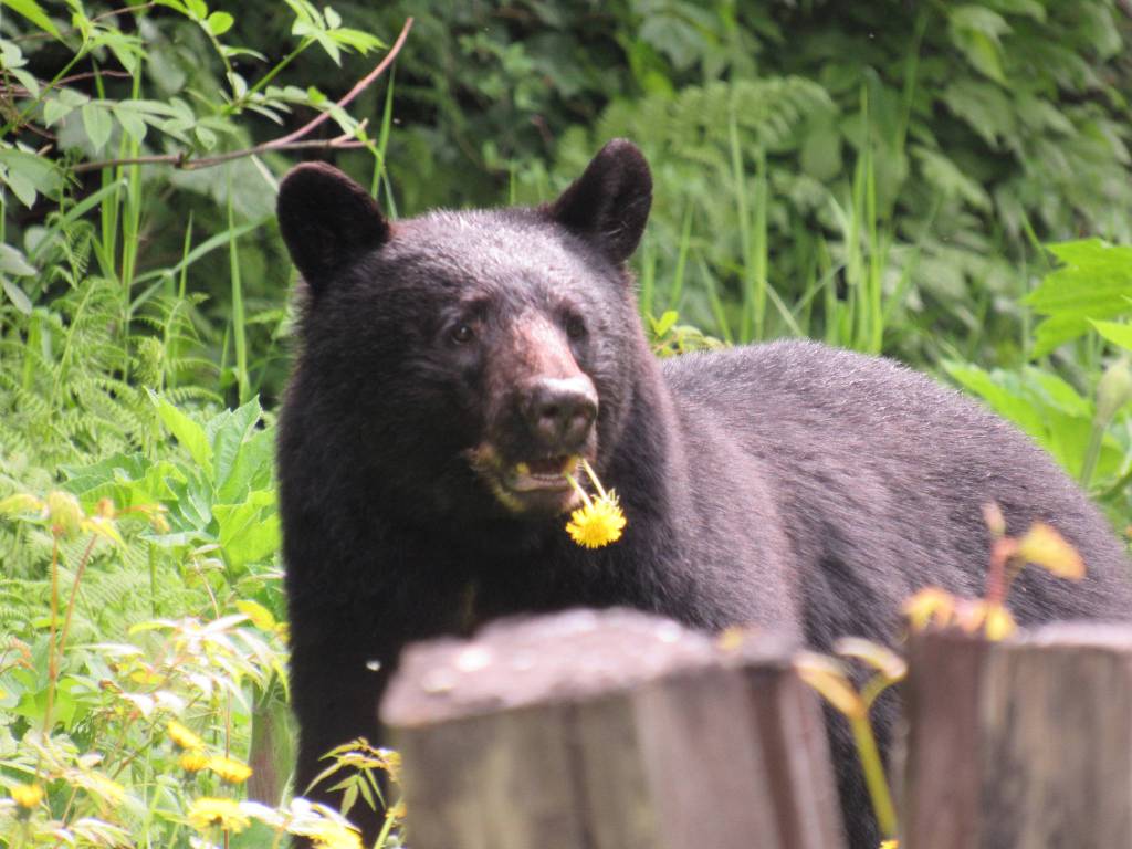 Bear munching on dandelions around 17 mile. (Photo by Cynthia Donaldson)
