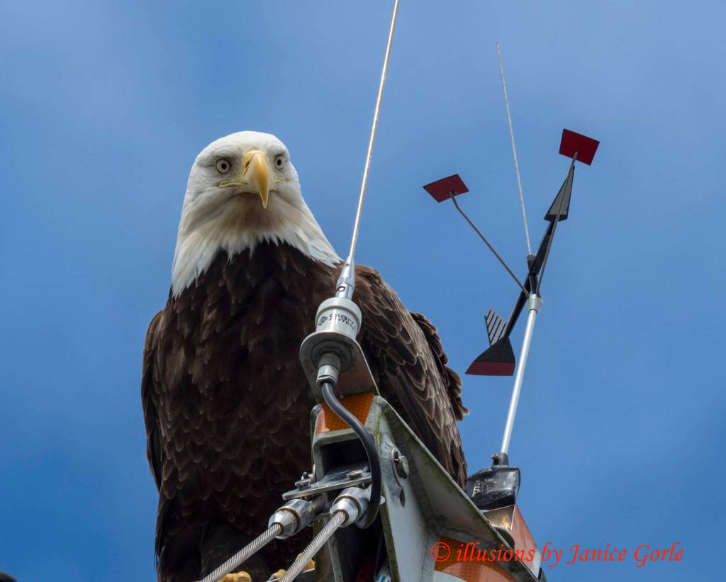 An eagle sits on top of a sail boat mast in Auke Bay. (Photo by Janice Gorle)