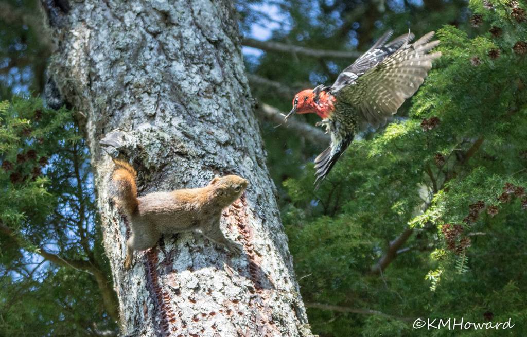 .A Red-breasted sapsucker defends its sap trails from a red squirre on May 27. (Photo by Kerry Howard)