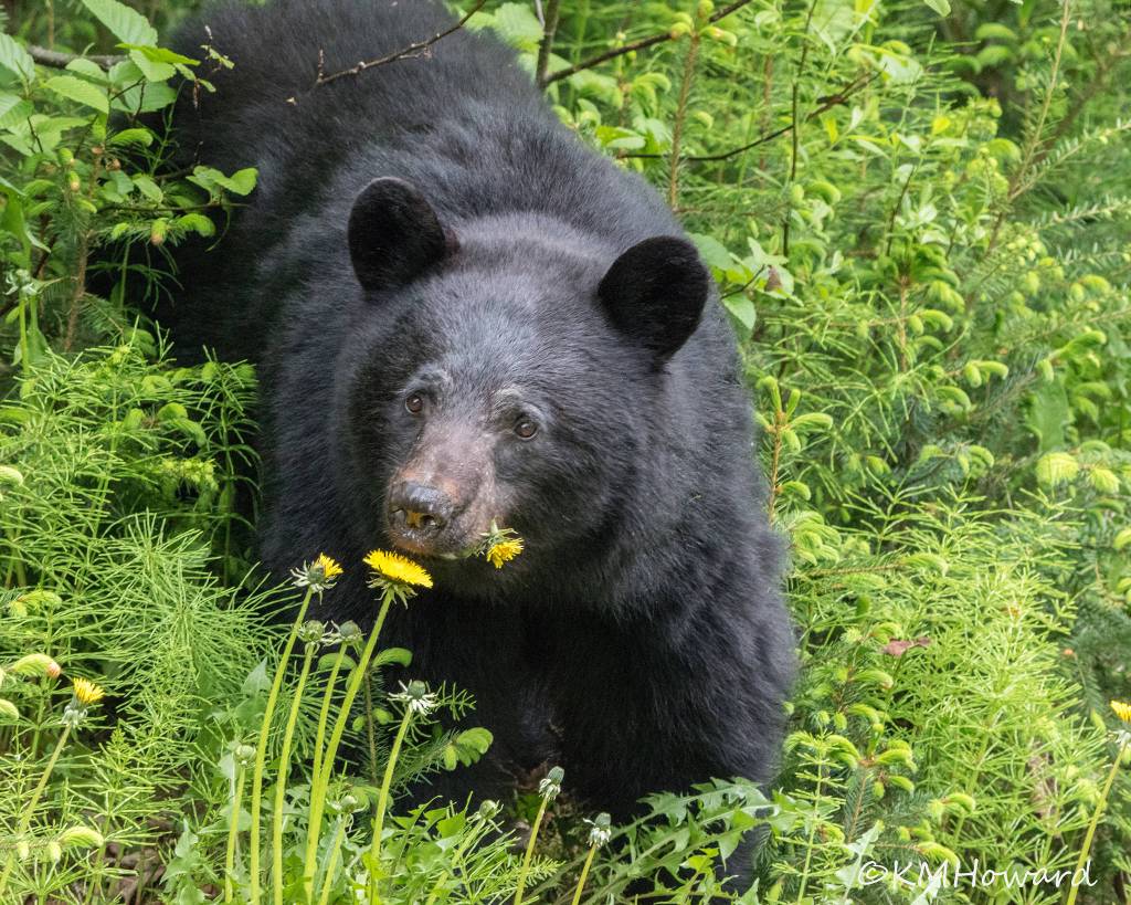 A yearling Black bear enjoys a meal of dandelions on May 30. (Photo by Kerry Howard)