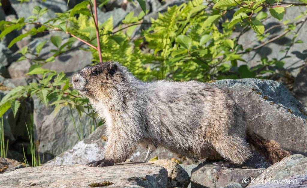 A nursing hoary marmot pauses in between forays to her den on May 30. (Photo by Kerry Howard)