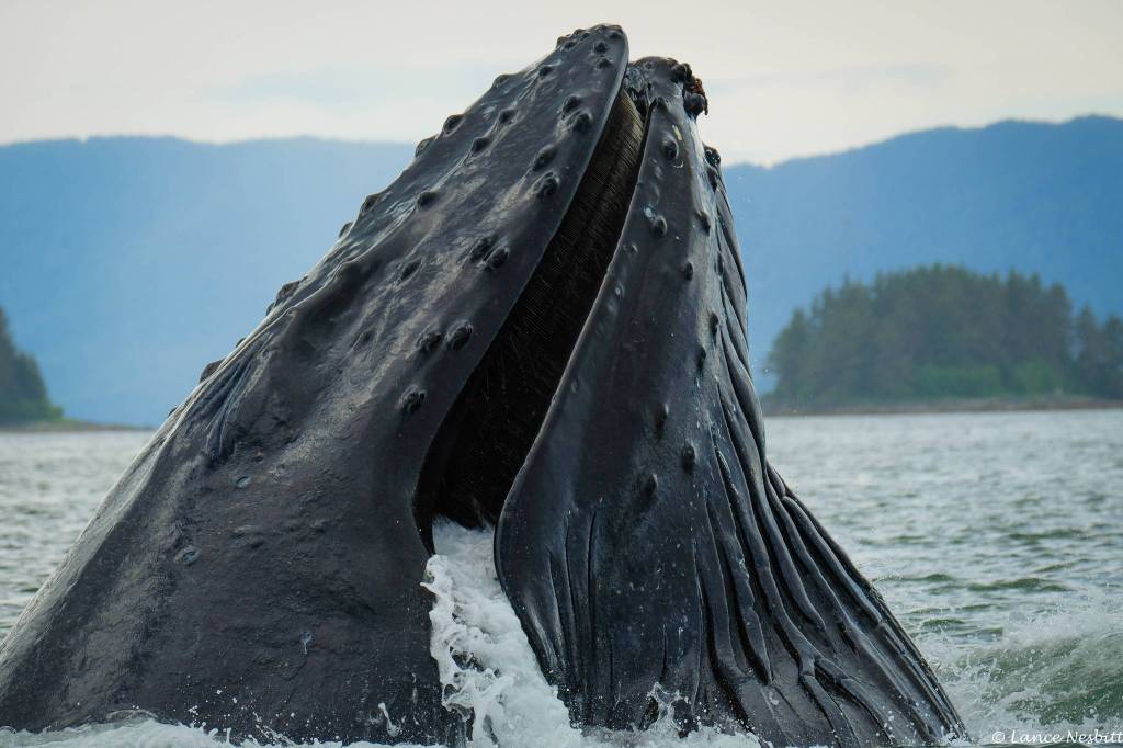 Humpback whales are spotted from the Auke Bay docks on June 3. (Photo by Lance Nesbitt)