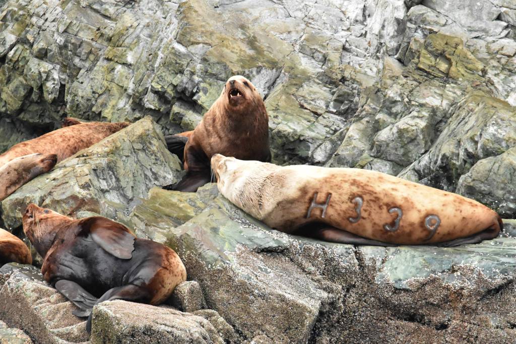 Sea Lion H 339 was seen on Benjamin Island during the May 13 Audubon Berners Bay Cruise. (Photo by Linda Shaw)