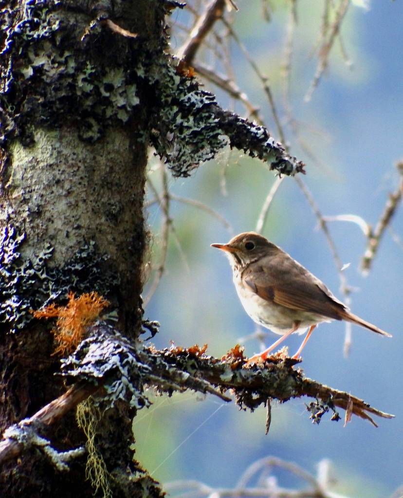 Hermit Thrush at Dredge Lakes on June 3. (Photo by Linda Shaw)