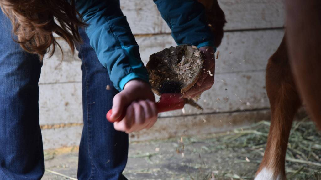 Kate DeBuse uses a pick to clean Sweetie&rsquo;s hooves in the Fairweather Barn. (Nolin Ainsworth | Juneau Empire)