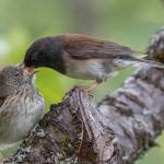 A baby junco being fed by mom on June 4. (Photo by Kerry Howard)