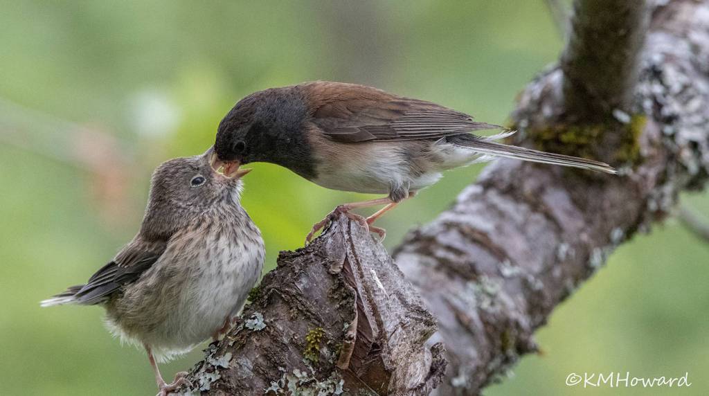 A baby junco being fed by mom on June 4. (Photo by Kerry Howard)