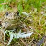 Contented toad in Cowee Meadows on June 7. (Photo by Kerry Howard)