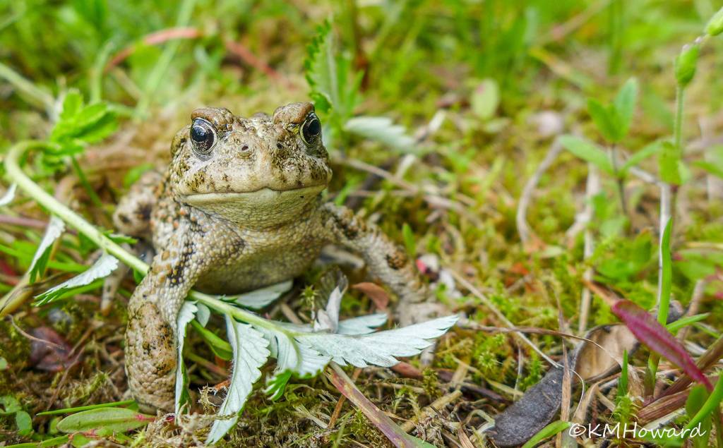 Contented toad in Cowee Meadows on June 7. (Photo by Kerry Howard)