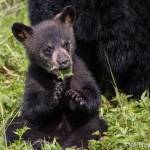 Bear cub in the meadow at the Mendenhall Glacier on June 8. (Photo by Kerry Howard)